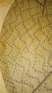 WhatsApp Image 2025-09-27 at 20.55.30